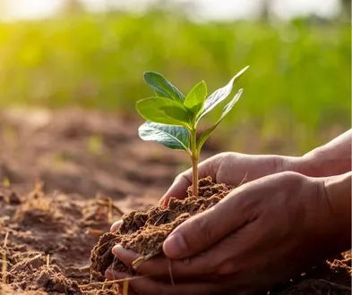 Ręce sadzące roślinę w ziemi symbolizujące troskę o środowisko w firmie Woodeco.
